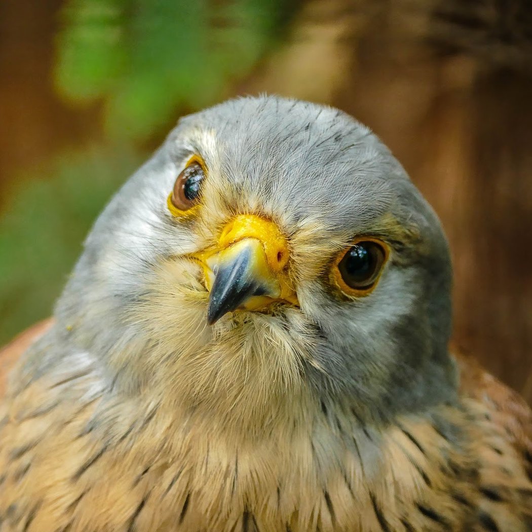 Olching Bird Park 2