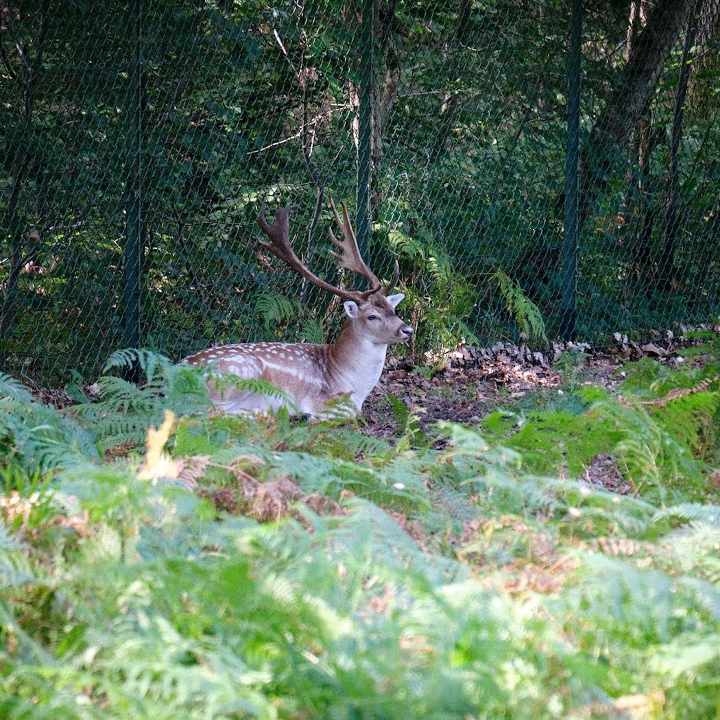 Forêt Sauvage 3