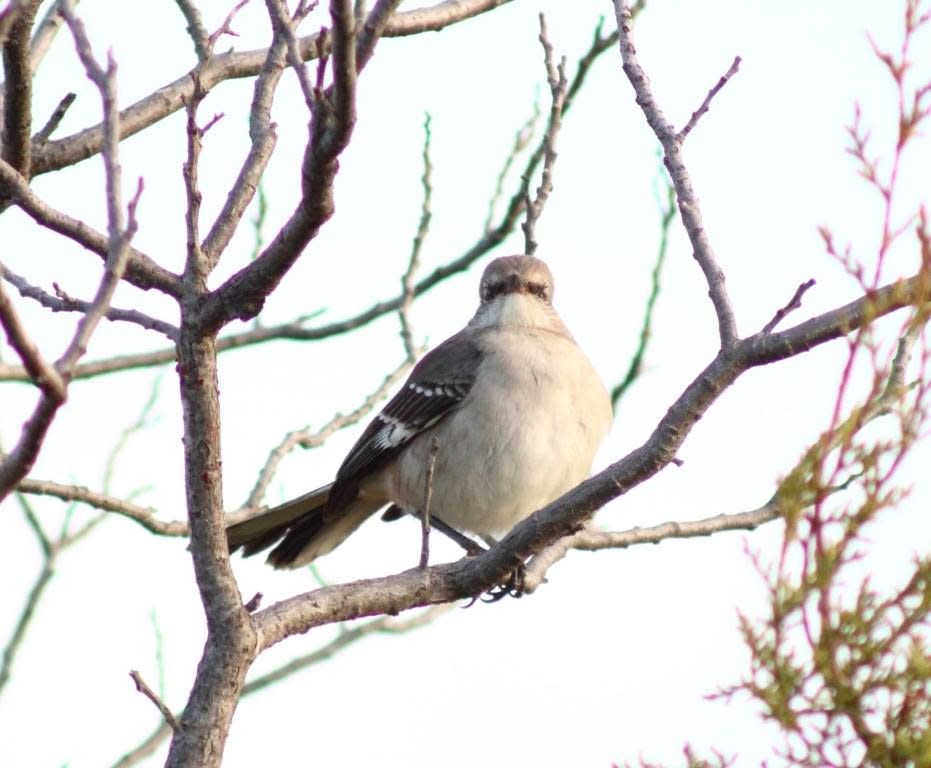 1st Saturday Bird Walk 2