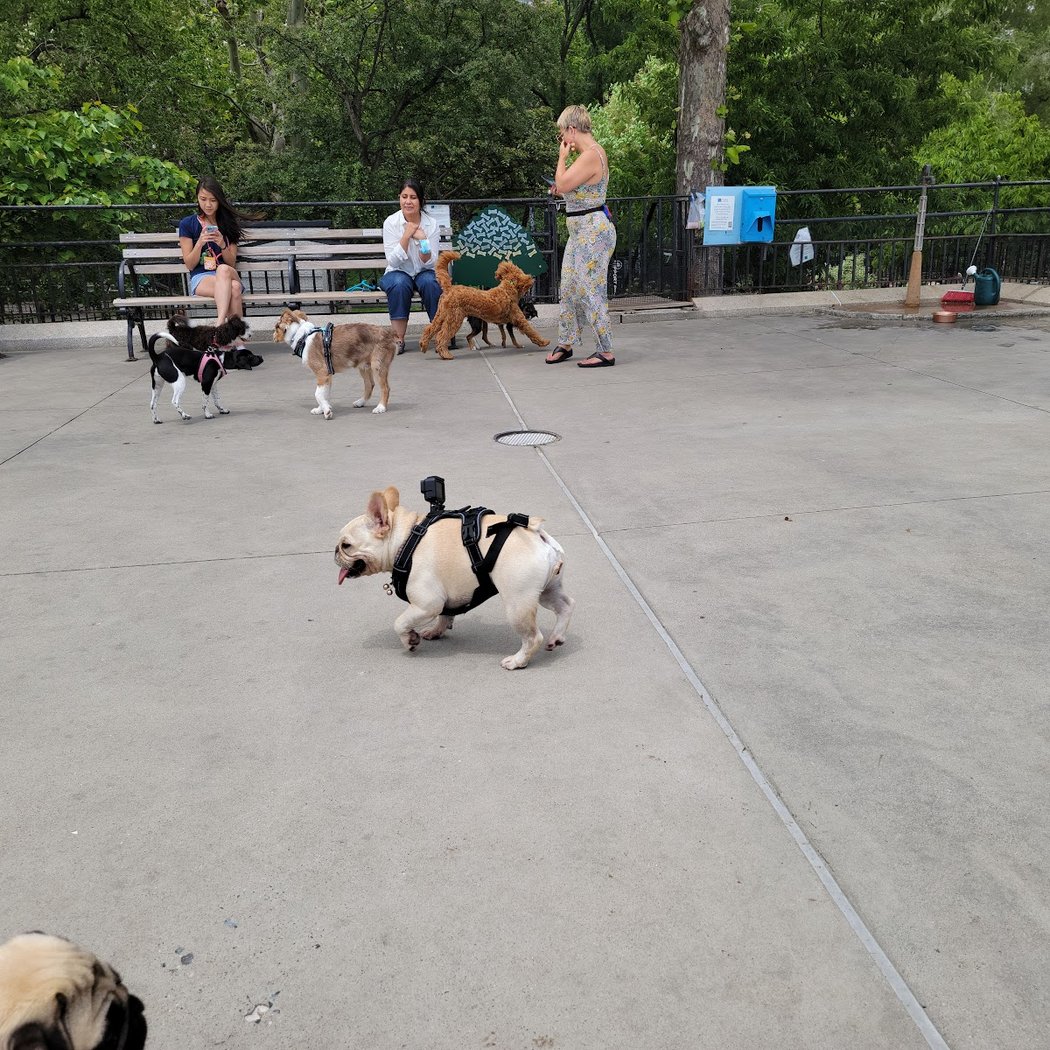 Carl Schurz Park Dog Runs 5