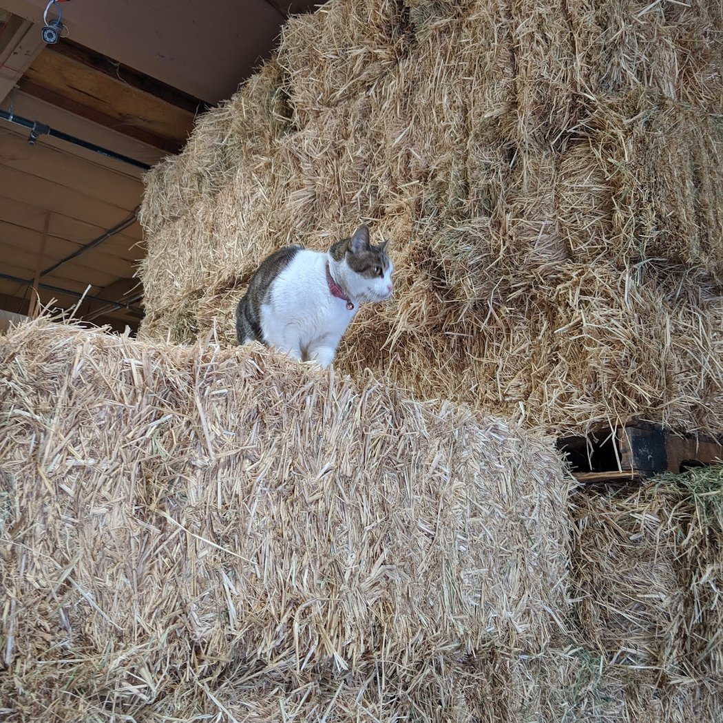 Concord Feed & Pet Supply Dublin 1