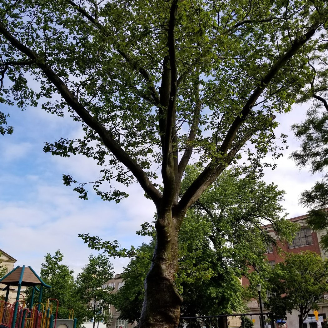 Explore the Urban Wilderness with NY Urban Park Rangers 1