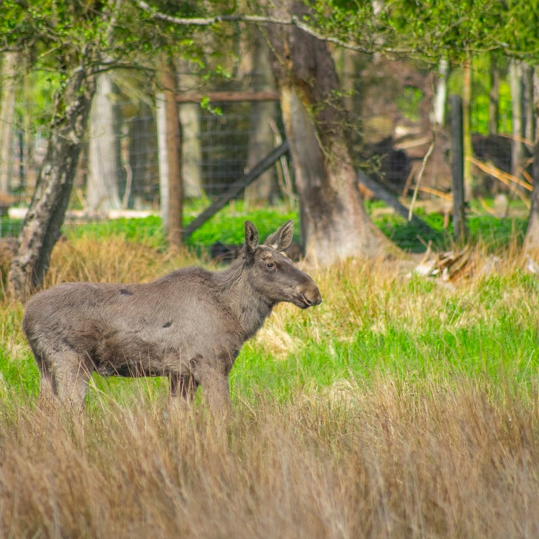 Wildpark Müden 3