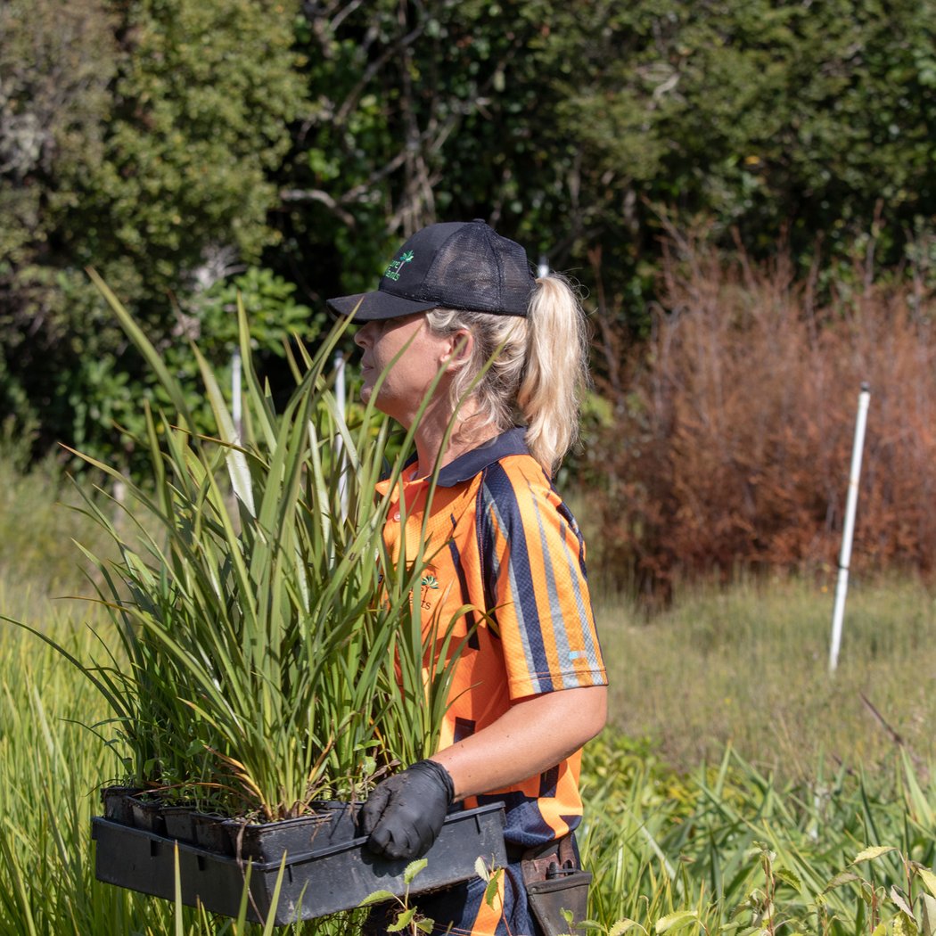 Randwick Environment Park Bushcare Session 3