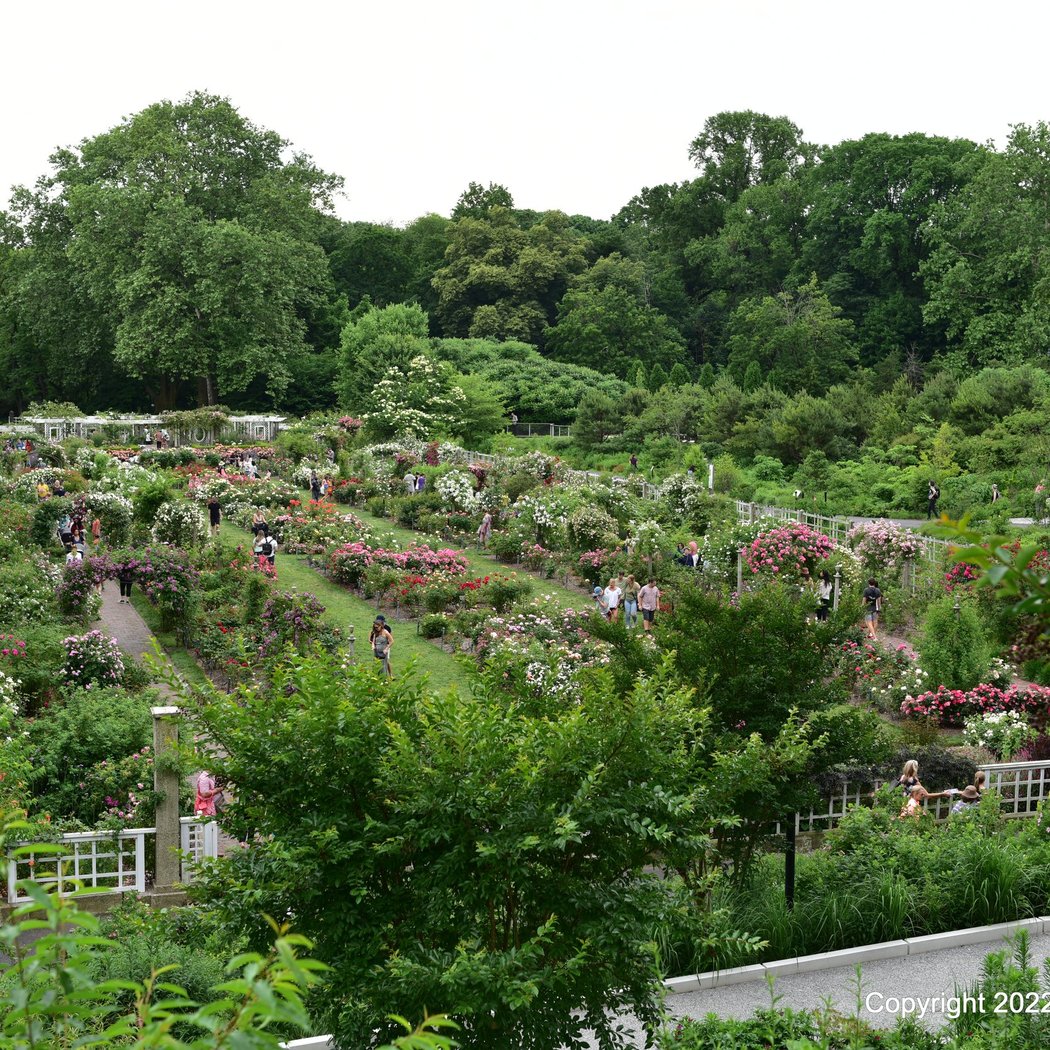 Cranford Rose Garden 2