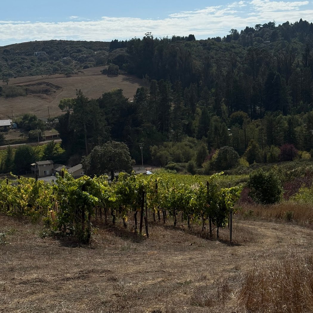 Sebastopol Wineries Collective Tasting 4
