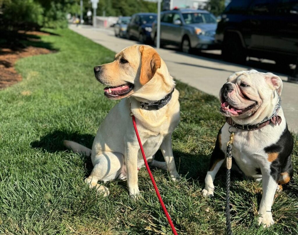 Pup Walk Evening 3