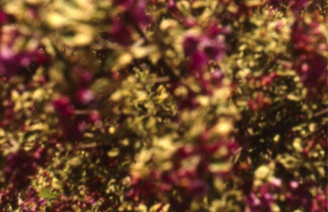 Nathaniel Dorsky & Jerome Hiler: Film Offerings Program 4 – Arboretum Cycle