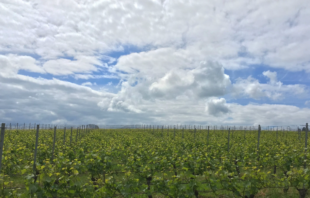 Goodfellow: The Best of the Willamette Valley 1