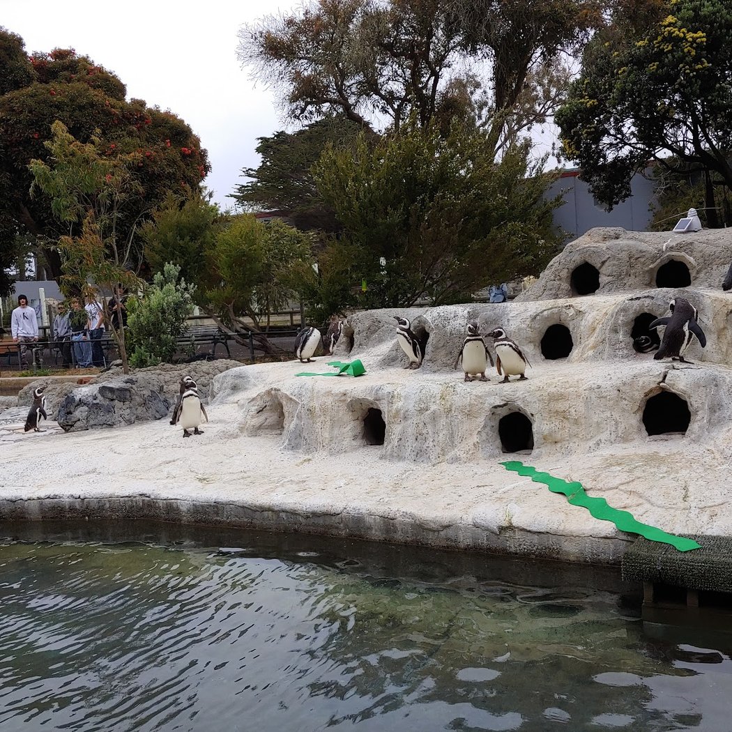 Penguin Island 2