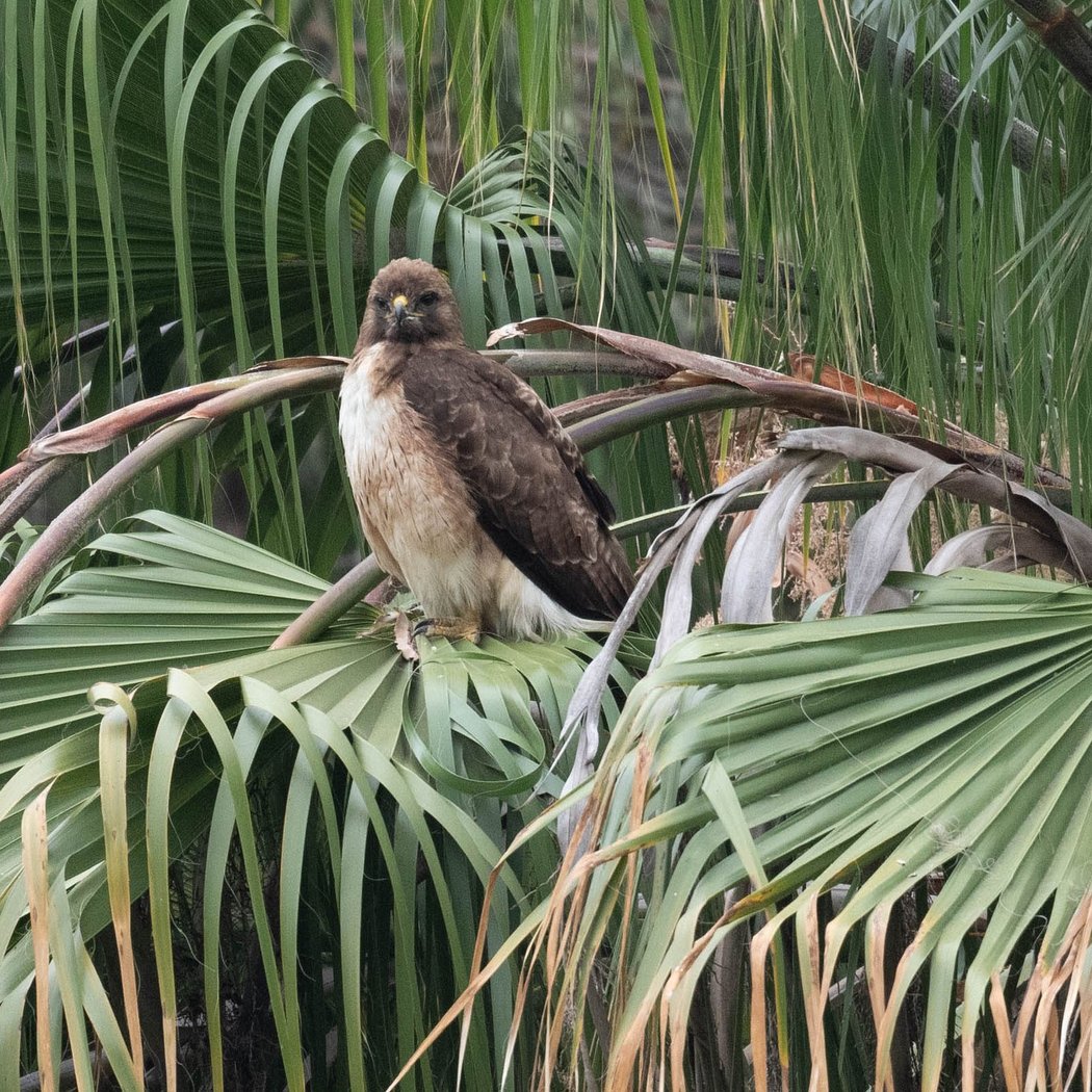 June Beginner Bird Walk 2