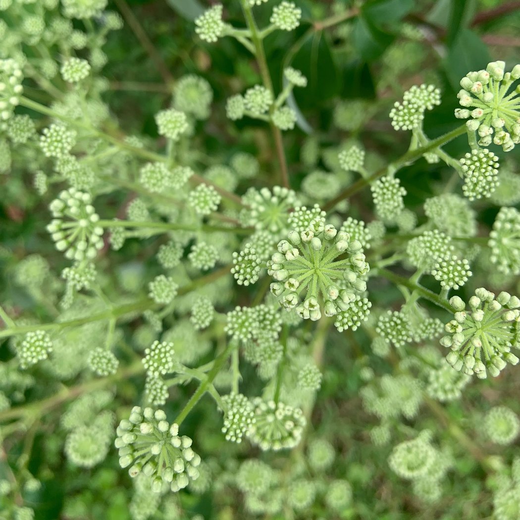 Native Plant Support Group: Medicinal Native Plants 1
