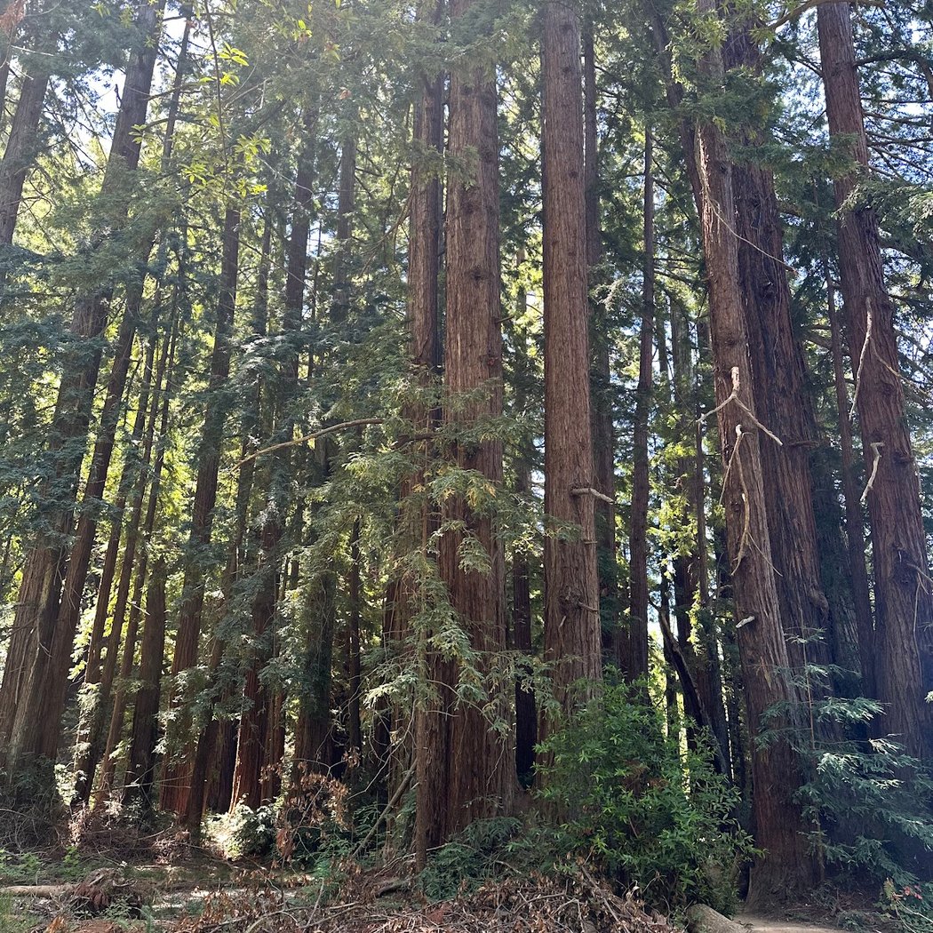 Roy's Redwoods Open Space Preserve 2