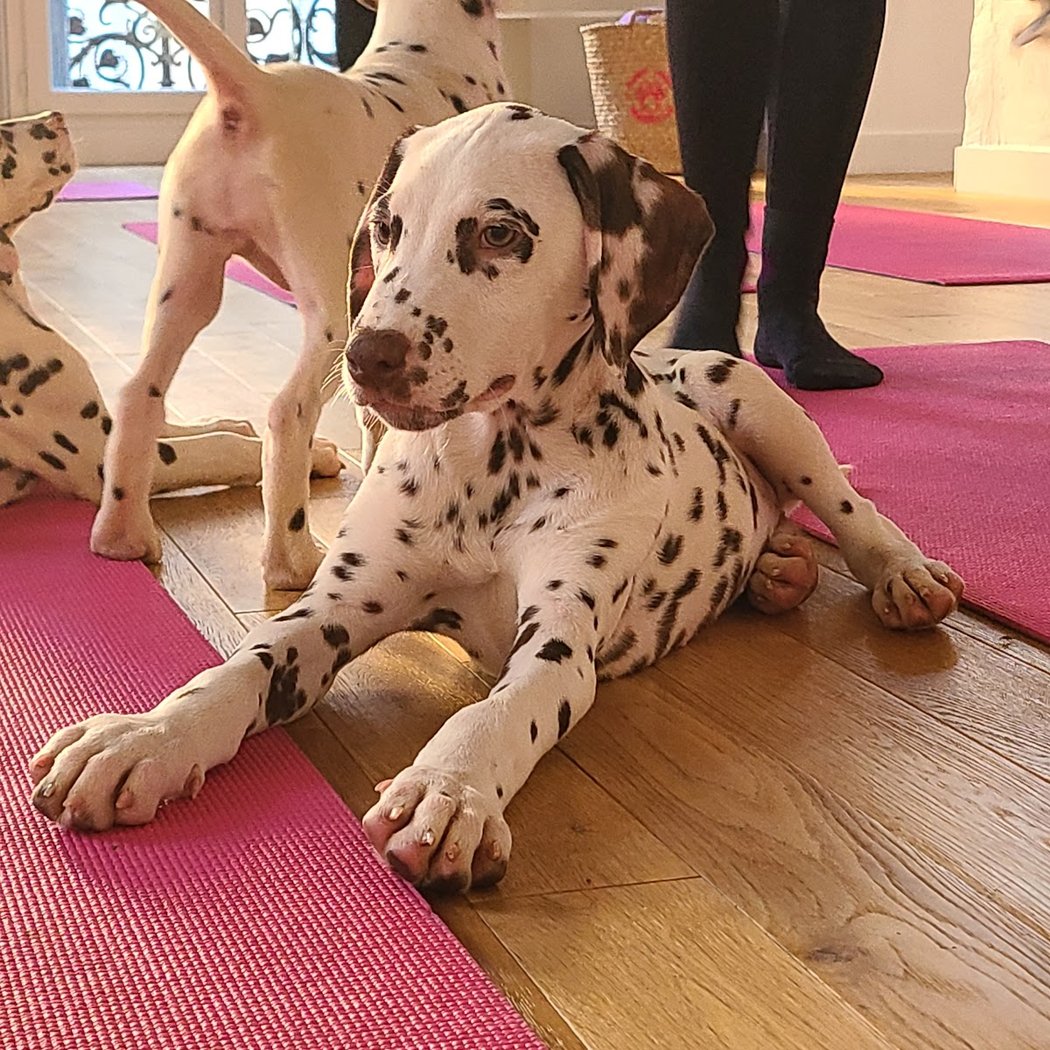 Puppy Yoga 2