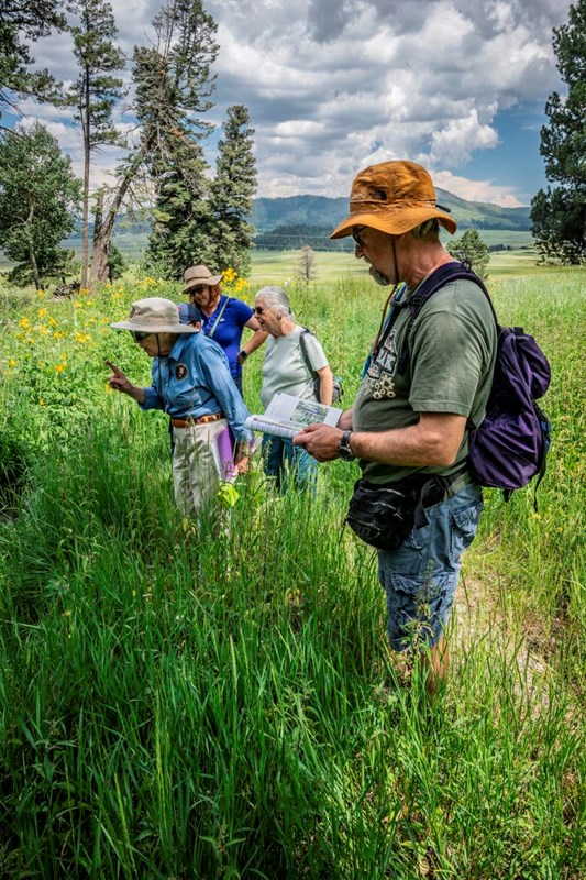 Weekly Wildflower Walk 1