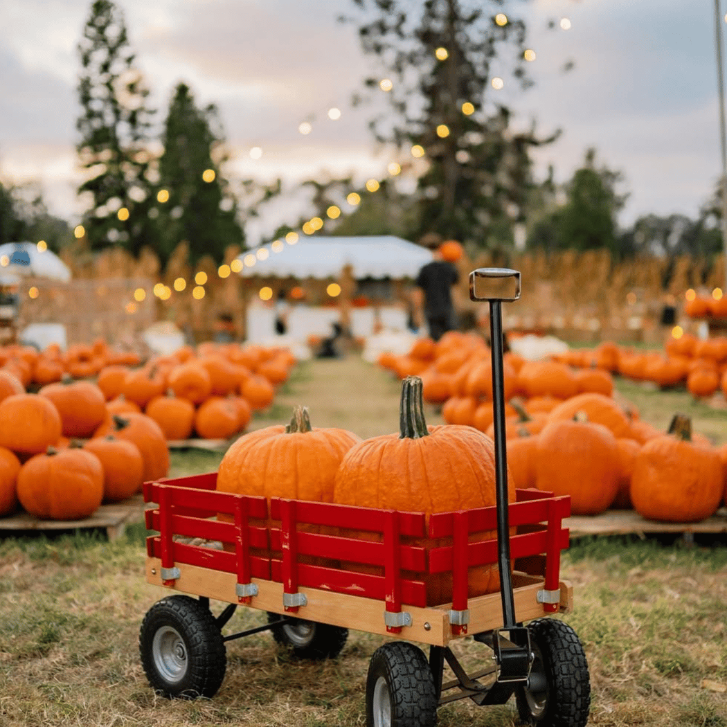 Goff Family Pumpkin Patch at Liberty Station