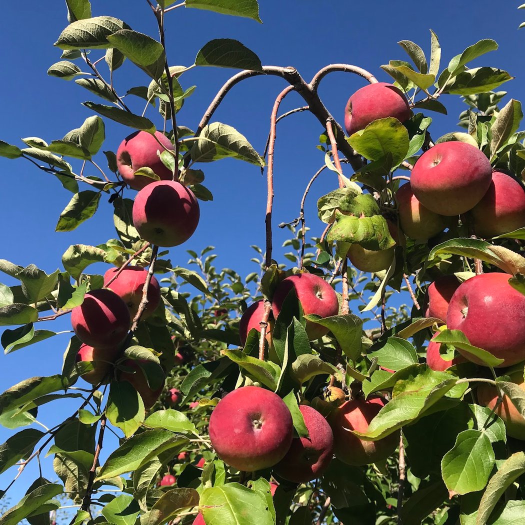 Outhouse Orchards 1