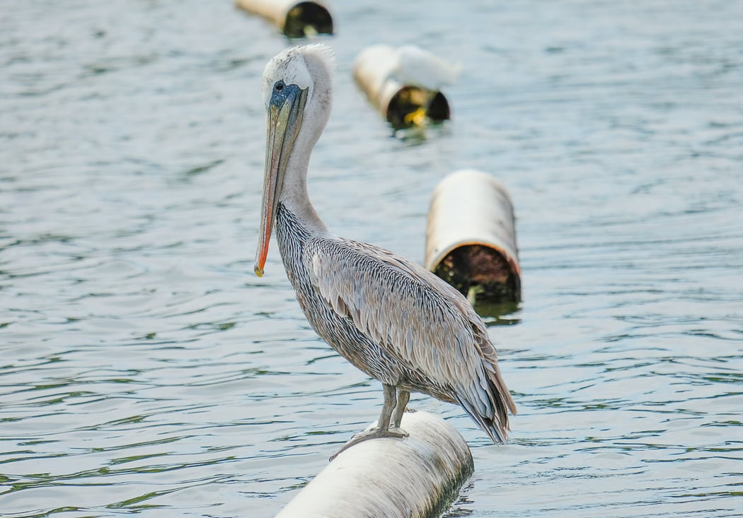 Weekly Bird Walk at JPL 3