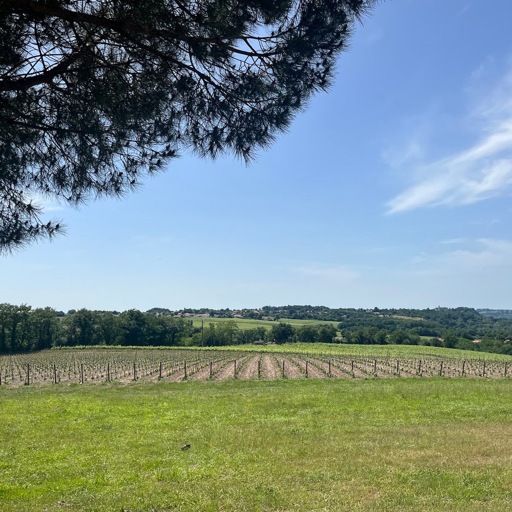 Chasse au trésor dans les vignes 3