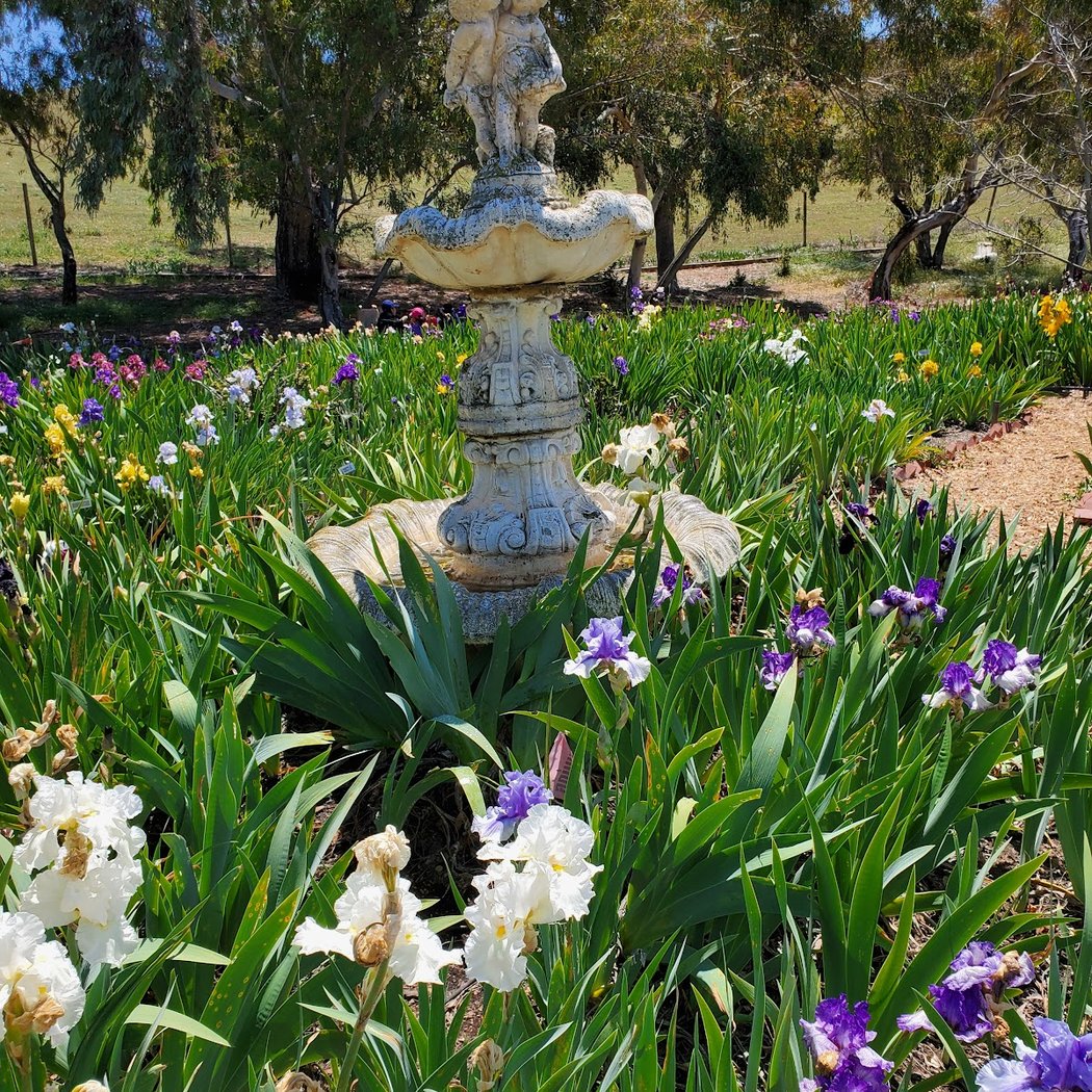 Nola's Iris Garden 3