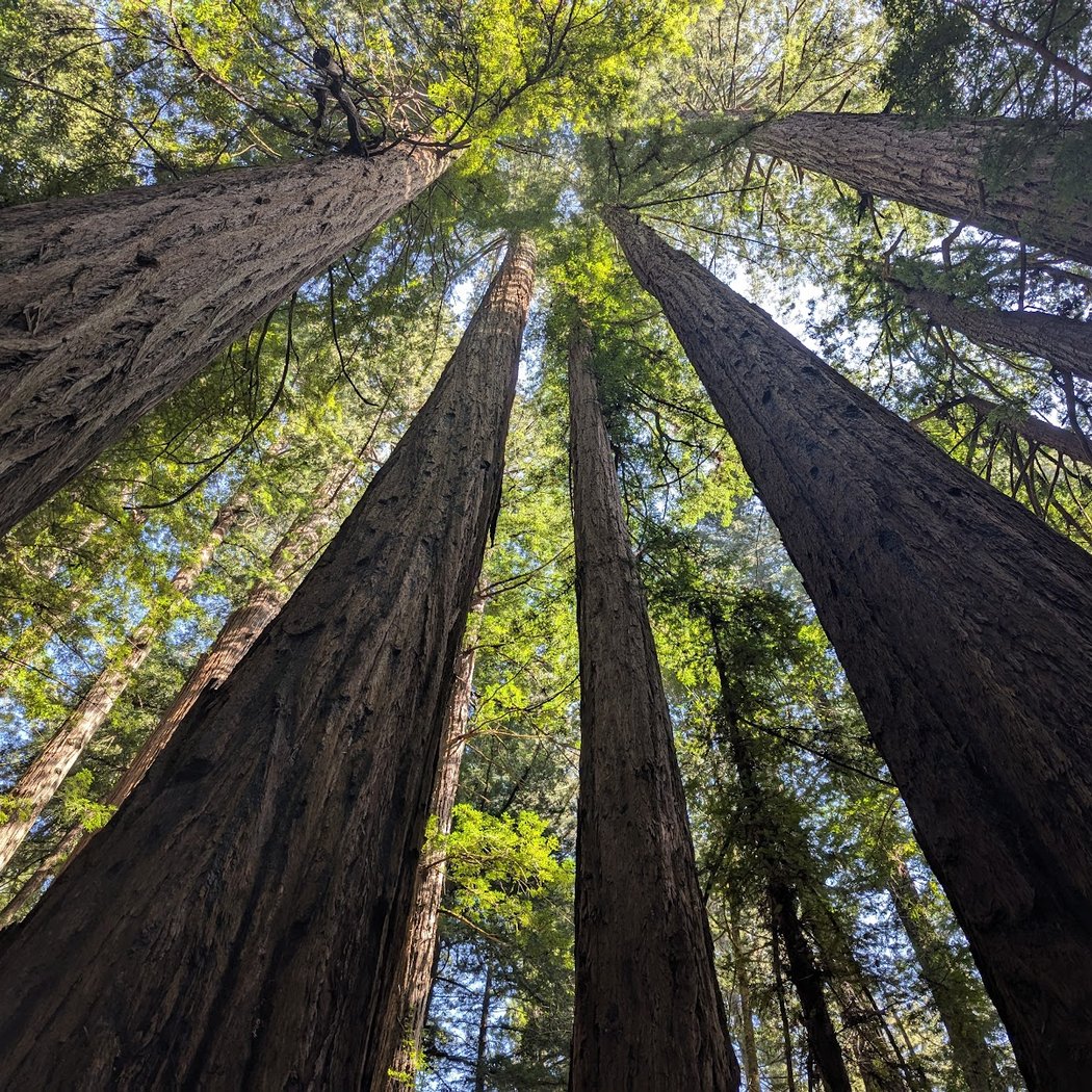 Forest Immersion Walk 1
