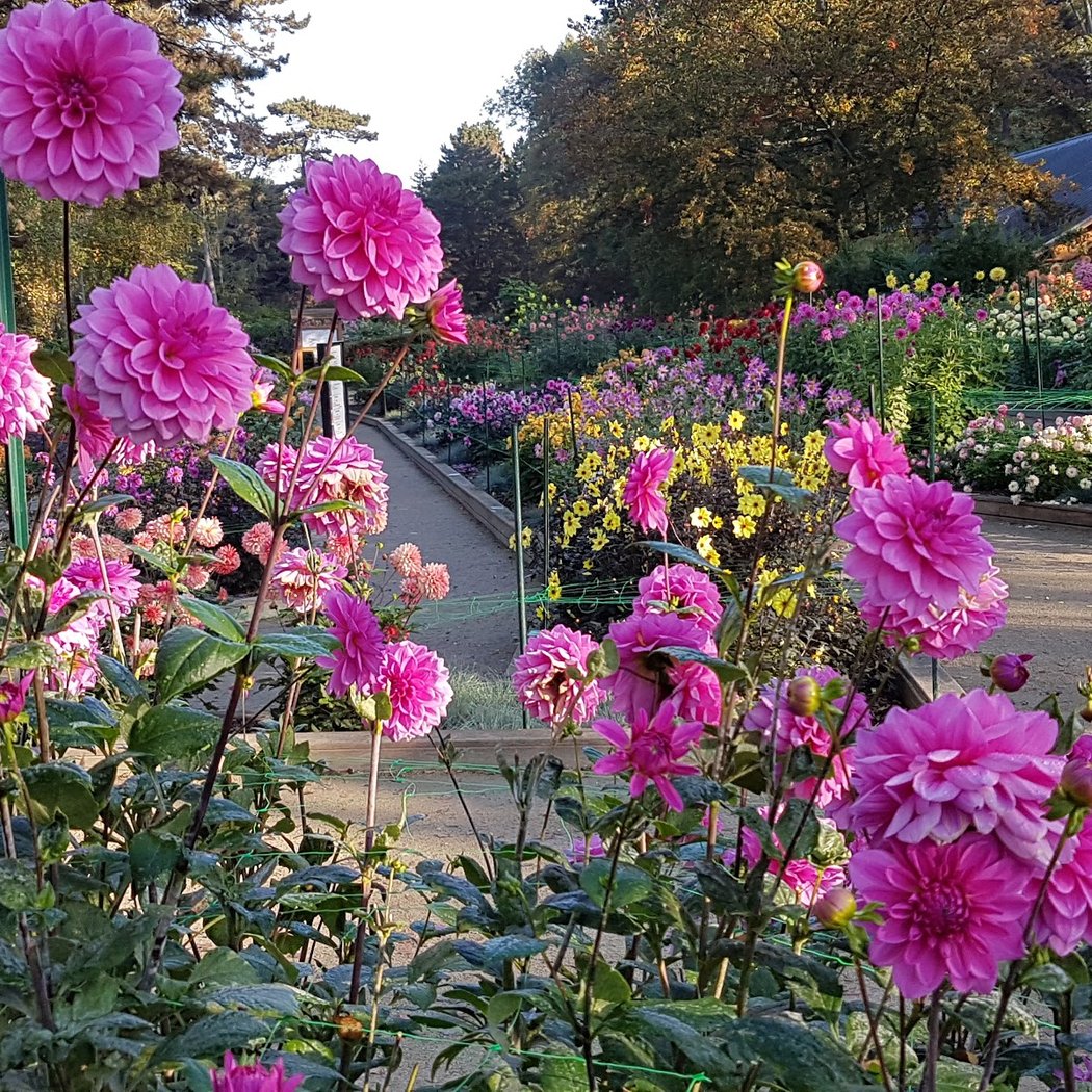 Le Jardin des papillons 4