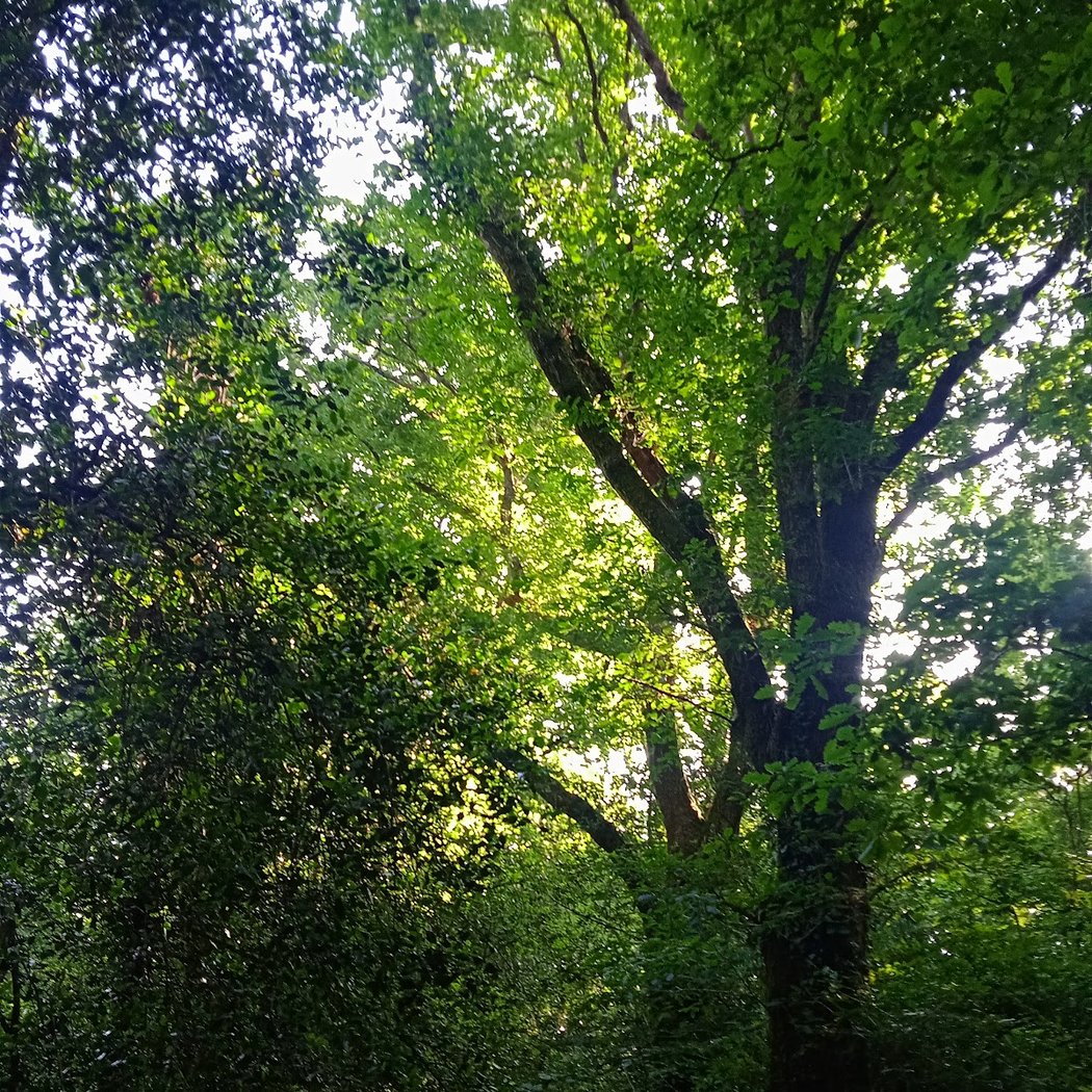 Forêt de Touffou 2