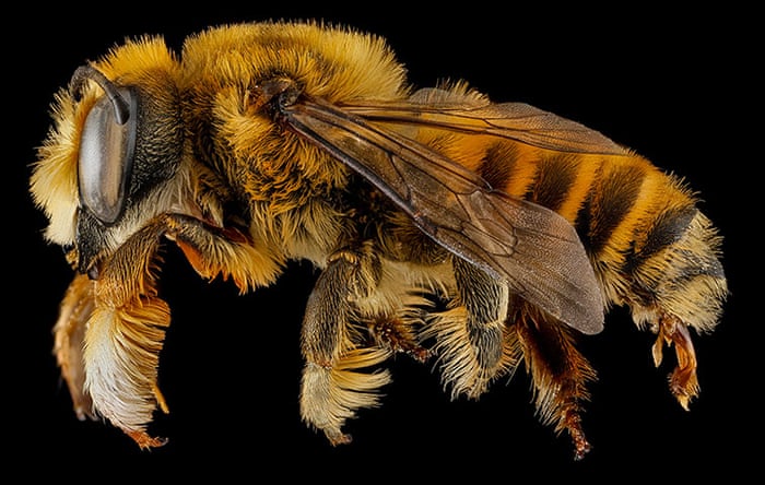 The Buzz About Bees 1