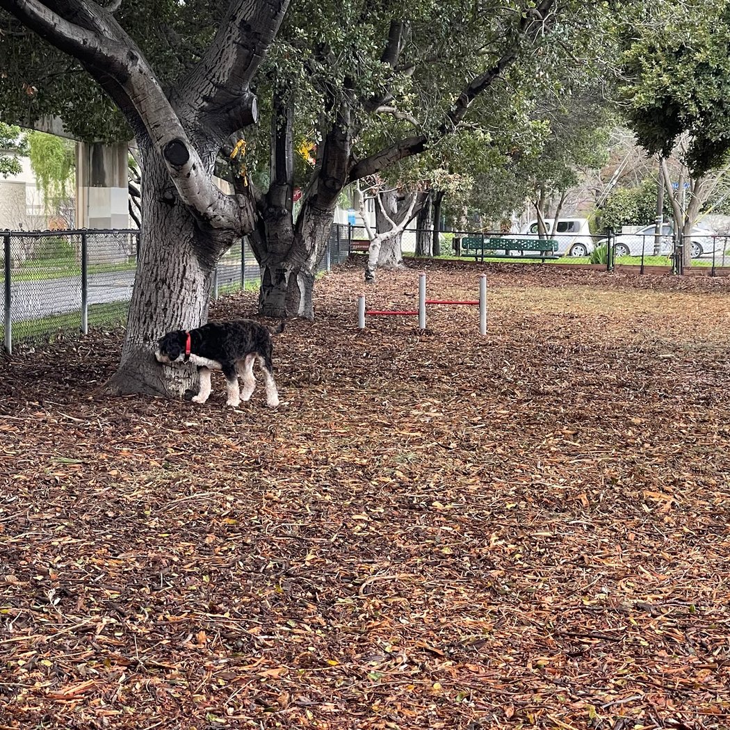 Bruce King Memorial Dog Park 3