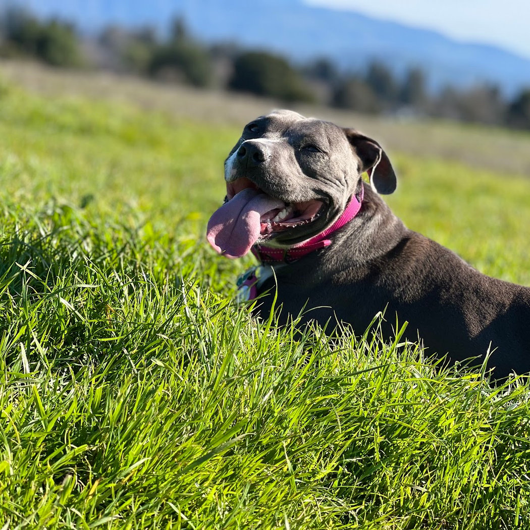 Alston Park Off-Leash Dog Area 1
