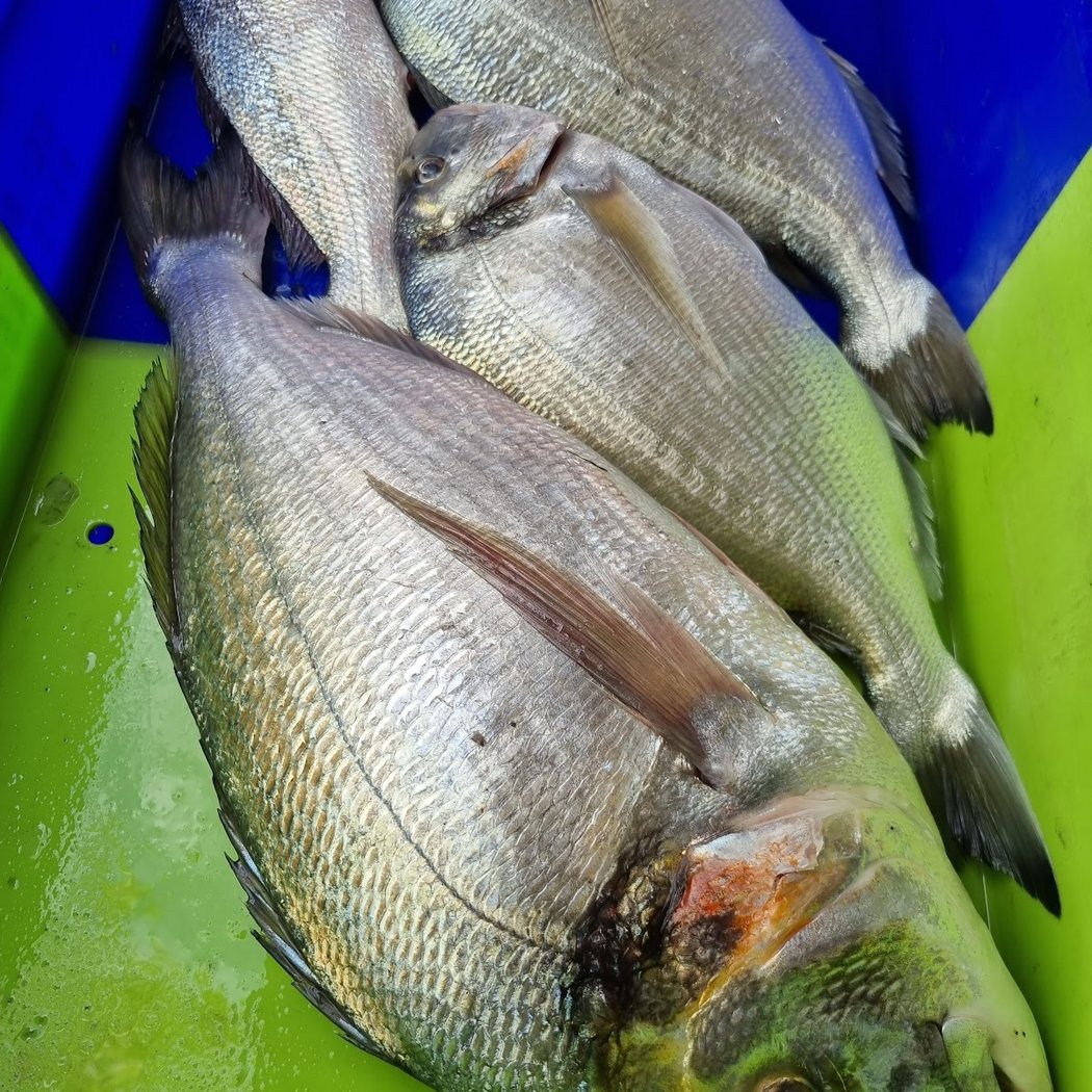 Pêcherie des Allées Marines 1