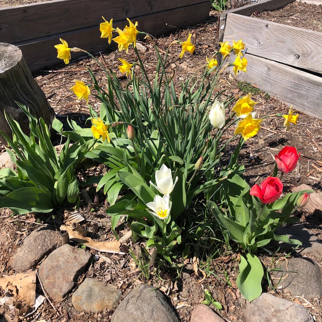 Ridgewood Community Garden 2