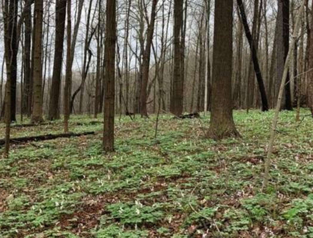 Maybury State Park 2