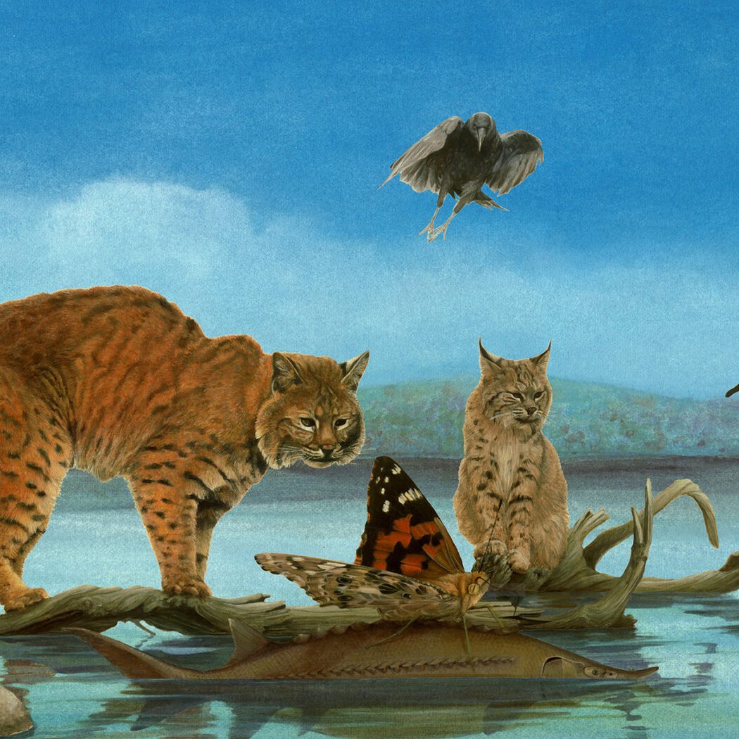 Hudson River Explorers: Prints by Holly Sears 1