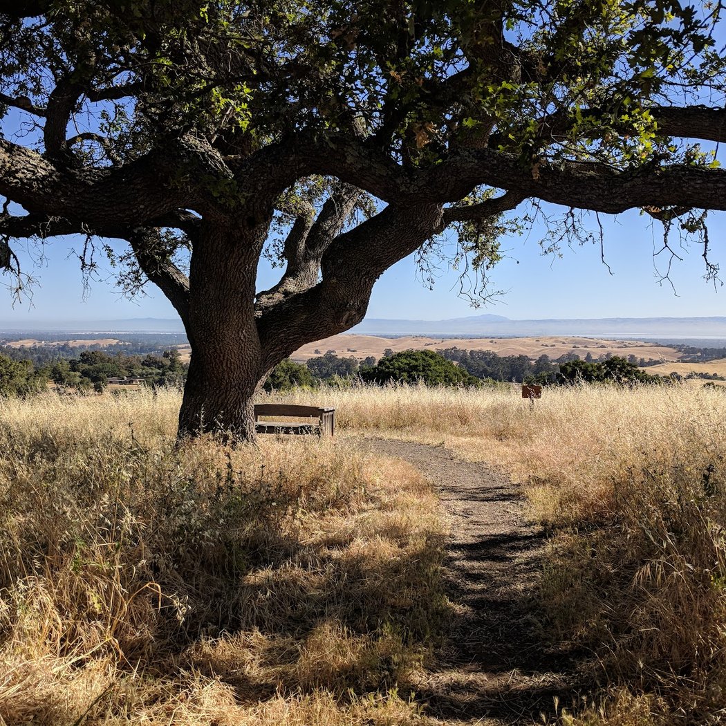 Restoration and Birding at Pearson-Arastradero Preserve 2