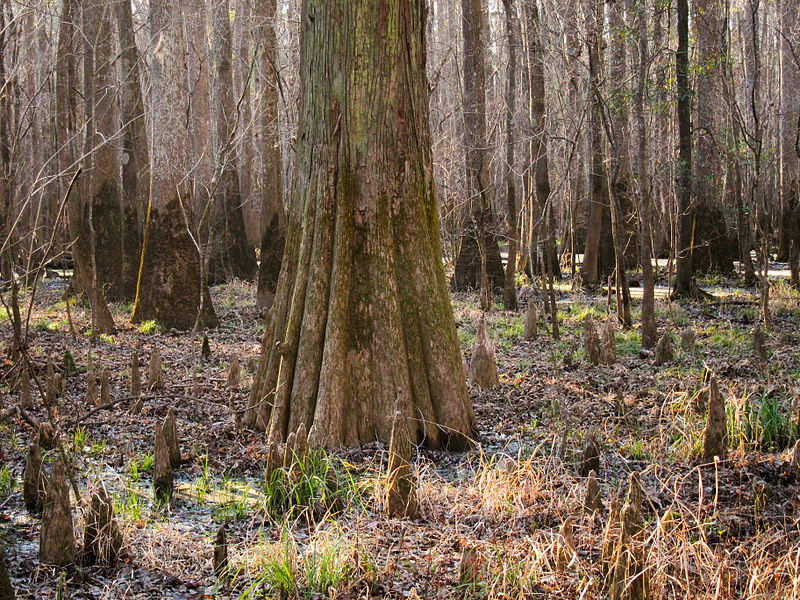 Nature Discovery Walk 3