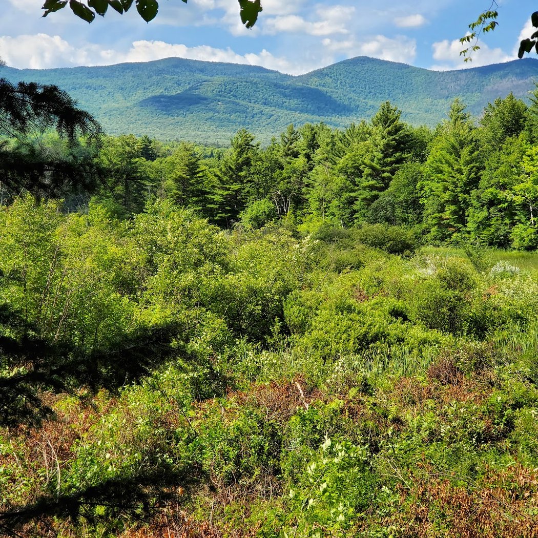 Adirondack Wildlife Refuge and Rehab Center 3