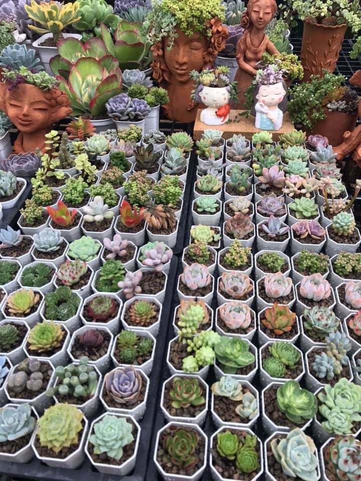 Plants on the Beltline 2