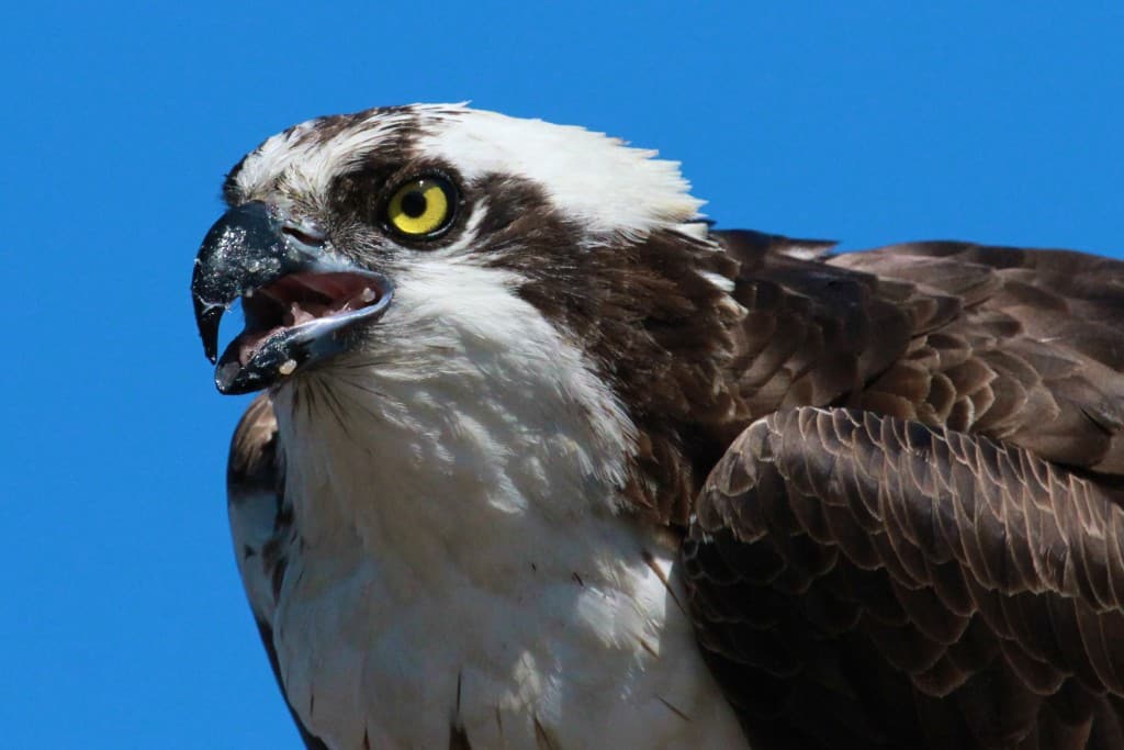 Orange County Birds of Prey 2