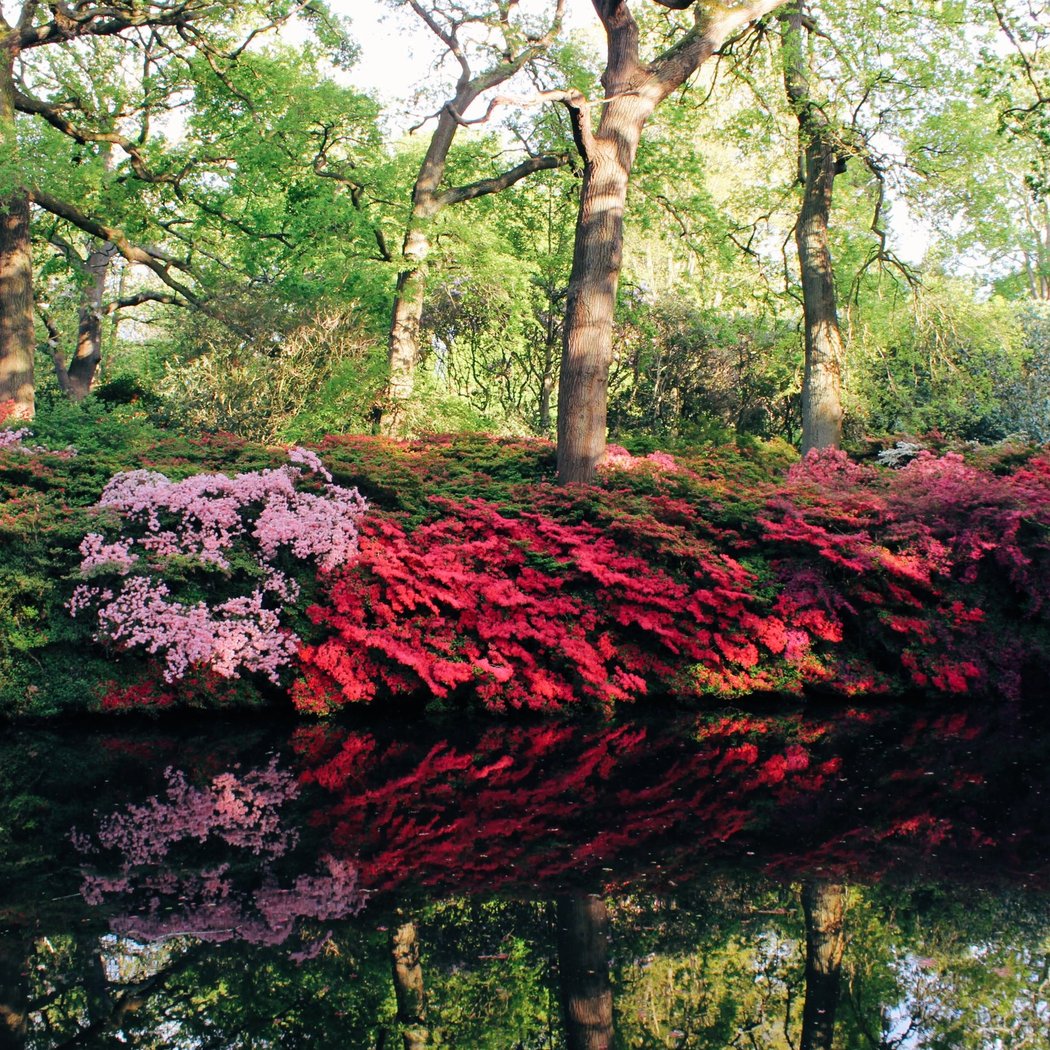 Isabella Plantation 1