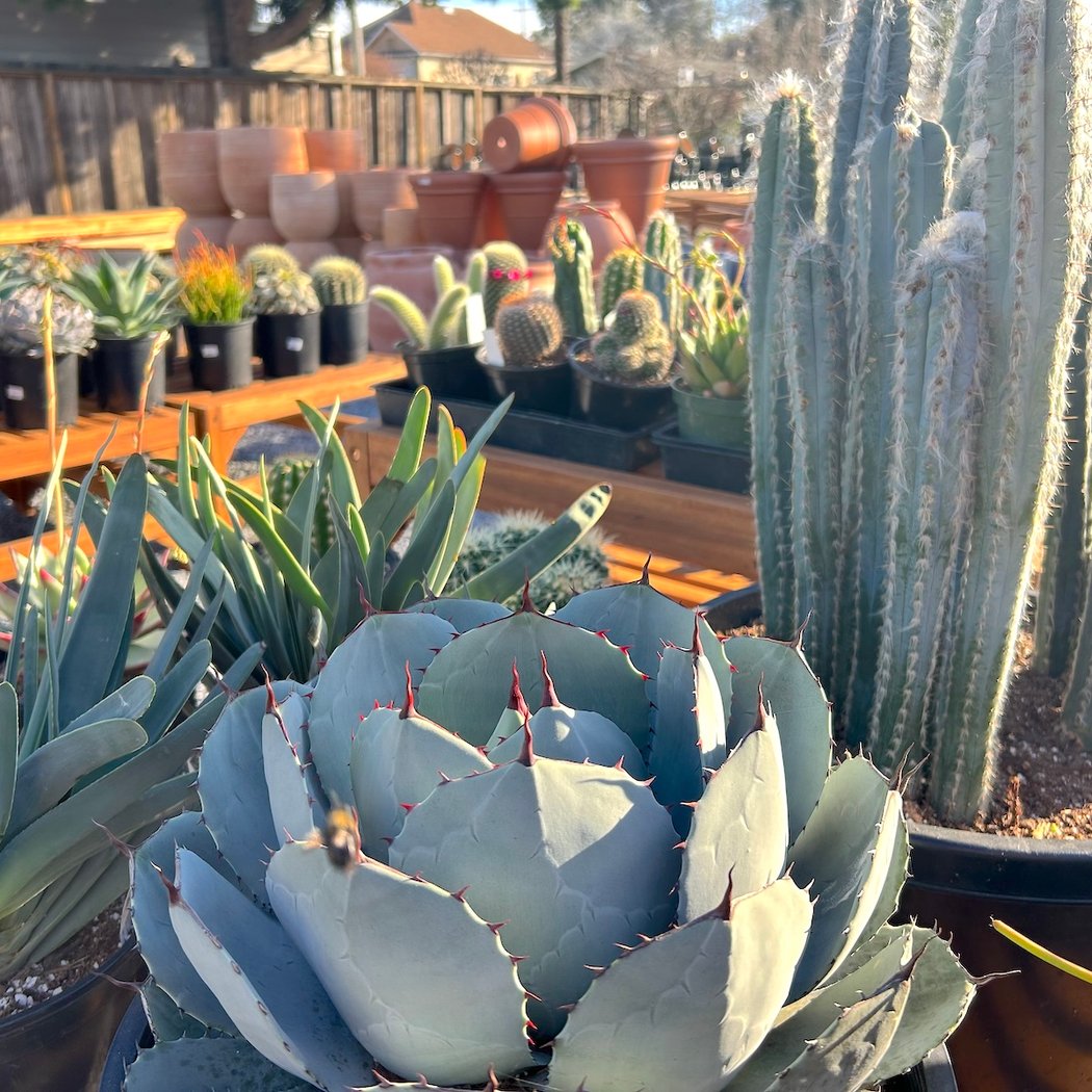 Sloat Garden Center Petaluma 1