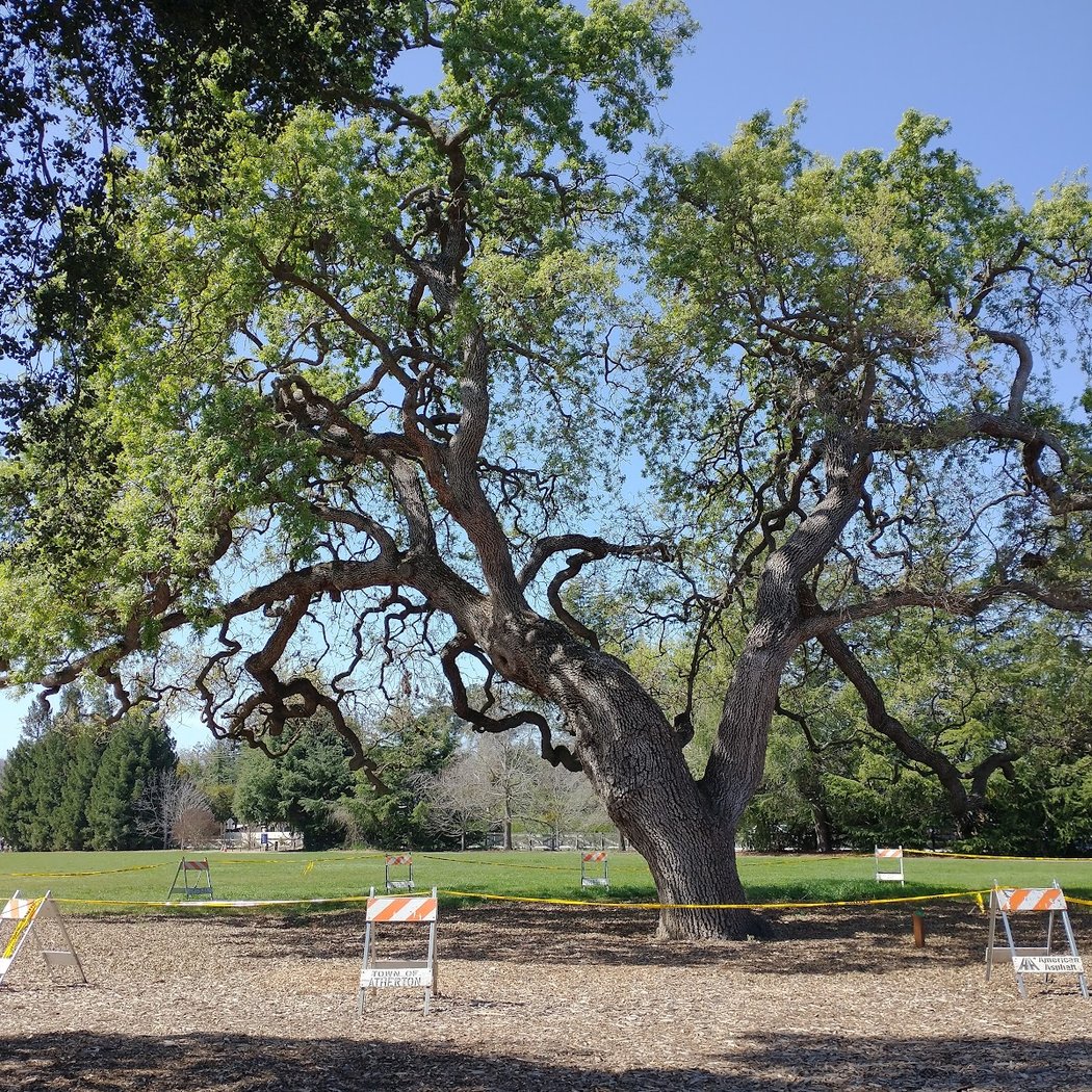 Atherton Library Yoga at Holbrook-Palmer Park 3