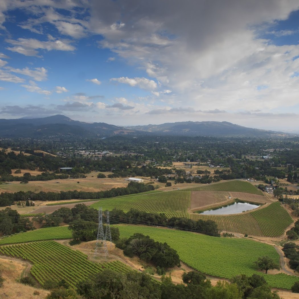 Kick Ranch Vineyard 3