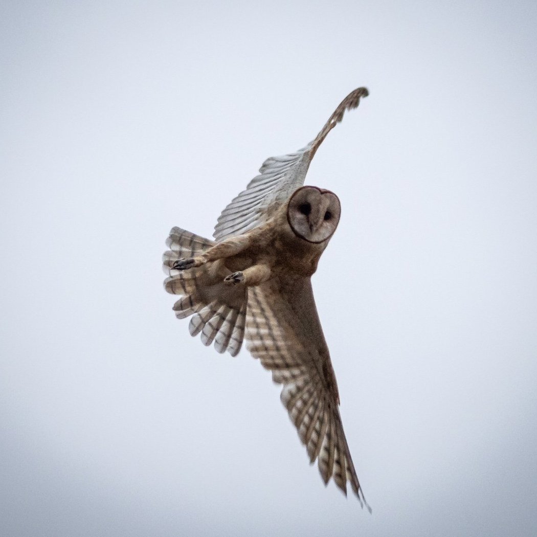 Wavecrest Raptor Walk-with San Mateo County Bird Alliance