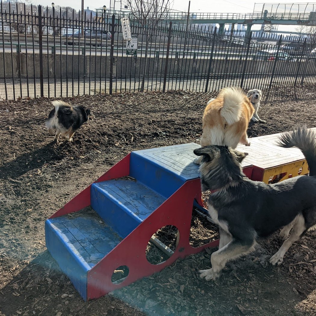 Tom's Dog Run 2
