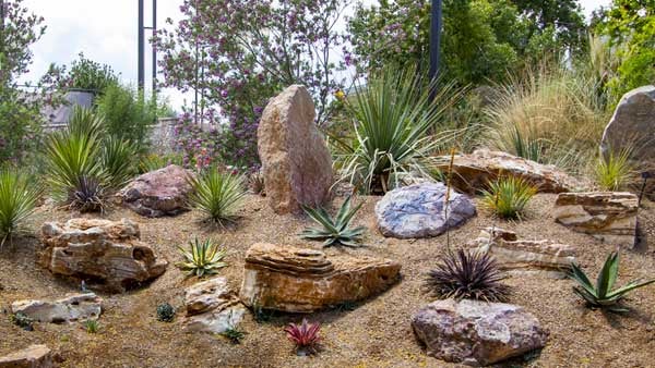 Desert Gardening 101 5