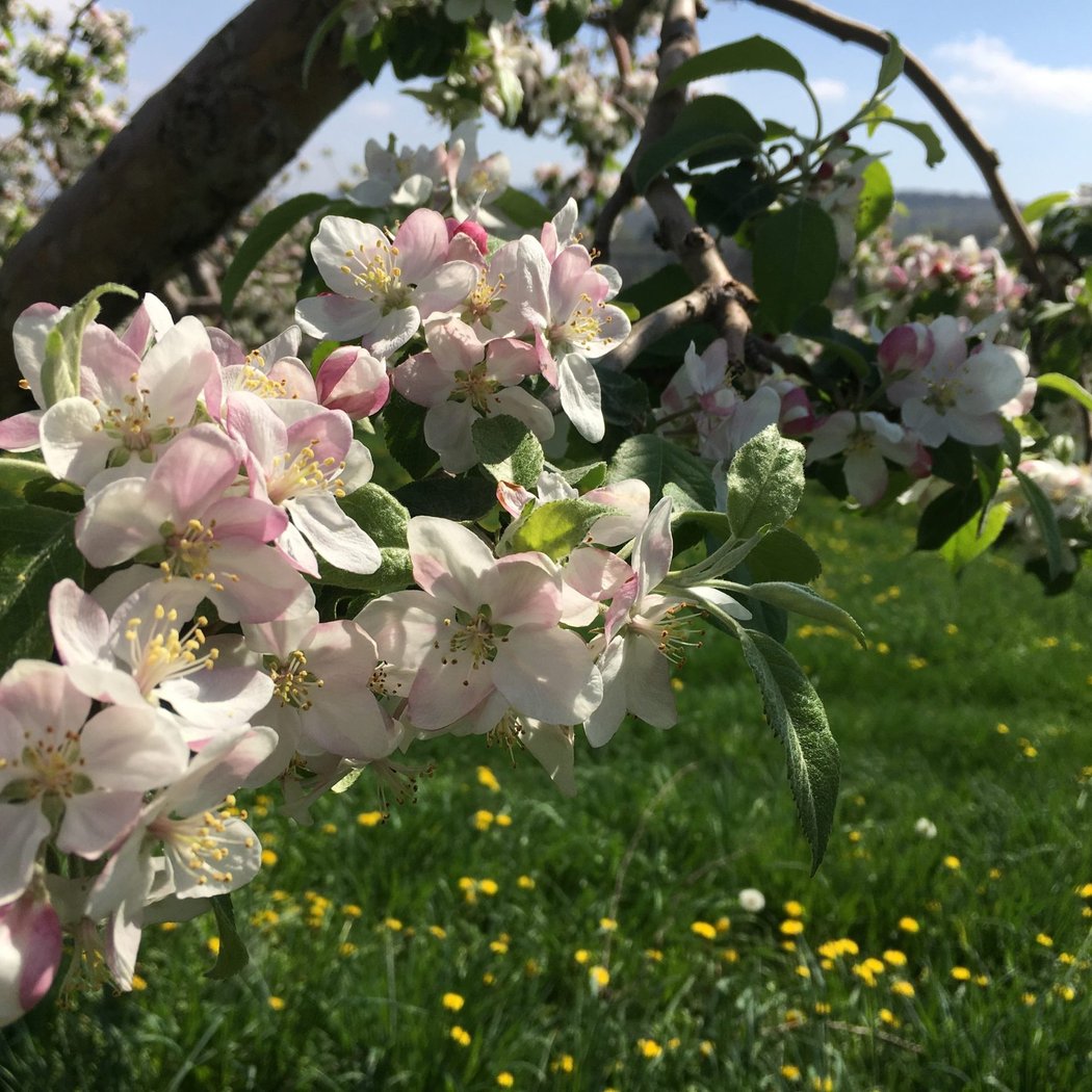 Apple Blossom Festival & Vendor Market 3
