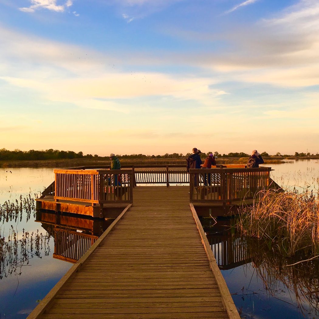 Field Trip: Members Only Sandhill Cranes and Wintering Waterfowl 1