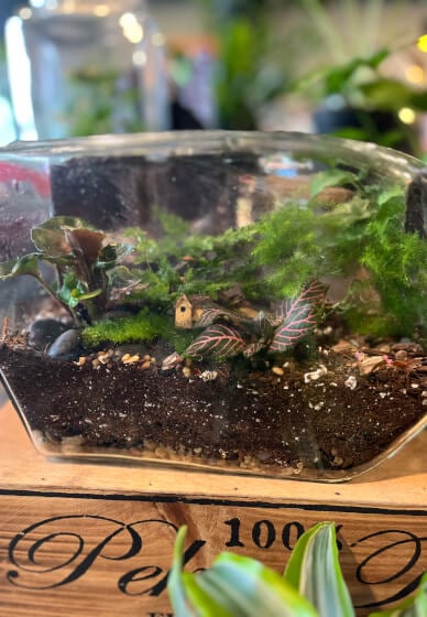 TERRARIUM PLANT HOUSE 1