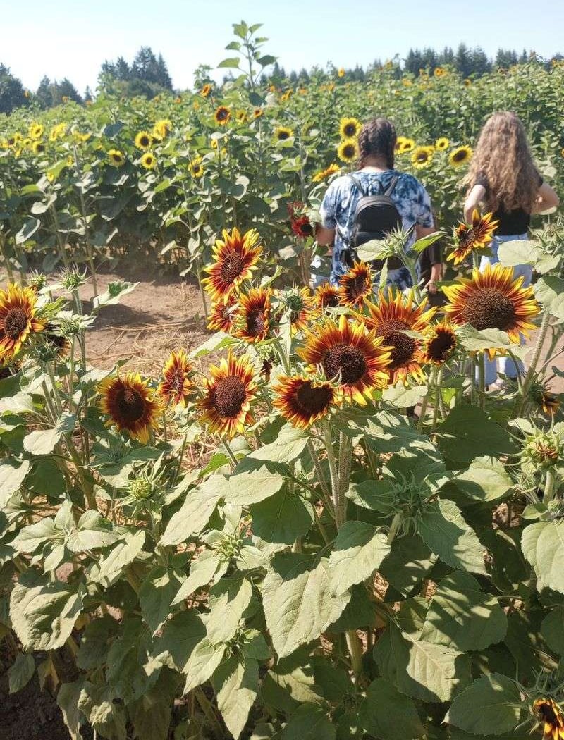 Elliot Farm Sunflower Bloom 2